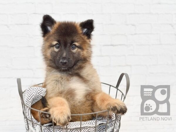 Belgian Tervuren-DOG-Female-Red Black-34248-Petland Novi, Michigan