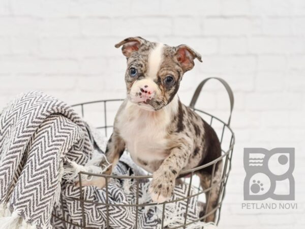 Boston Terrier DOG Female Blue Merle 34249 Petland Novi, Michigan