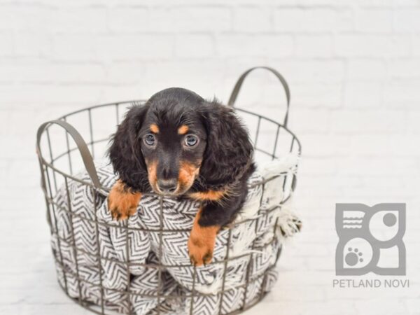 Dachshund-DOG-Male-Black / Tan-34250-Petland Novi, Michigan