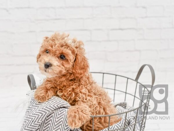 Shih Poo-DOG-Male-RED WH-34251-Petland Novi, Michigan