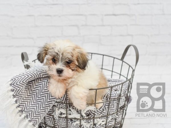 Teddy Bear-DOG-Female-BRN WH-34252-Petland Novi, Michigan