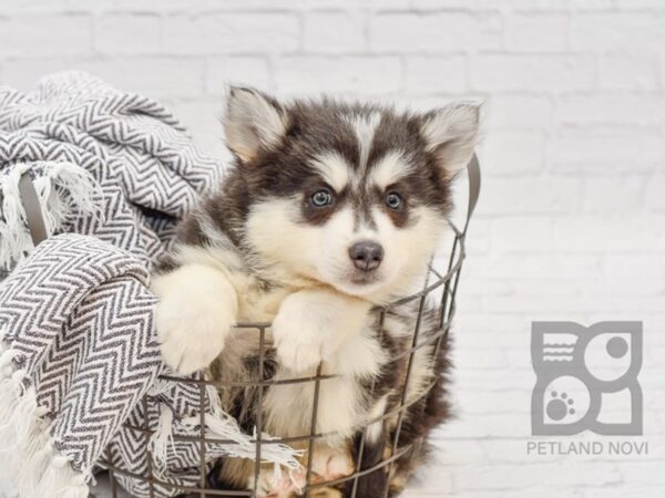 Pomsky DOG Male BLK WH 34253 Petland Novi, Michigan