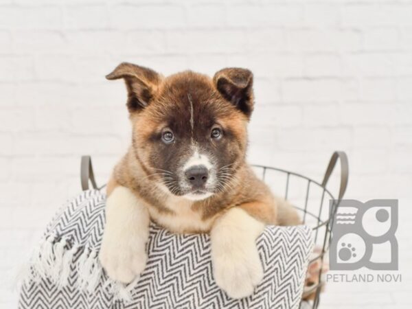 Akita DOG Female Silver & White 34254 Petland Novi, Michigan