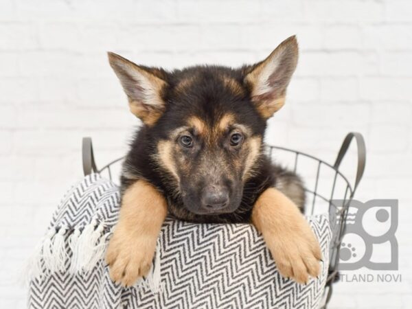 German Shepherd DOG Male Black & Tan 34255 Petland Novi, Michigan