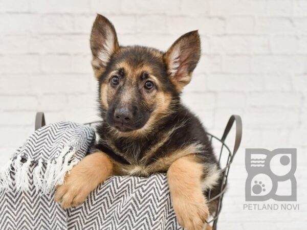 German Shepherd DOG Female Black & Tan 34256 Petland Novi, Michigan