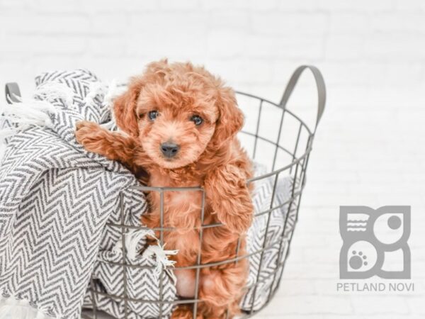 Mini Goldendoodle-DOG-Female-Red-34257-Petland Novi, Michigan