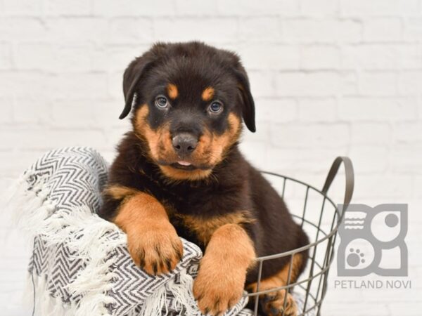 Rottweiler DOG Male BLK TAN 34258 Petland Novi, Michigan