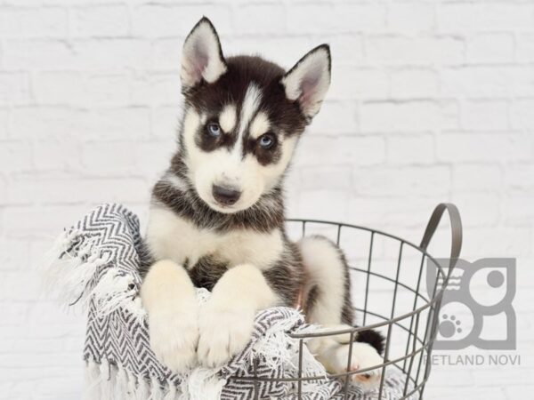 Siberian Husky DOG Male BLACK WHITE 34259 Petland Novi, Michigan