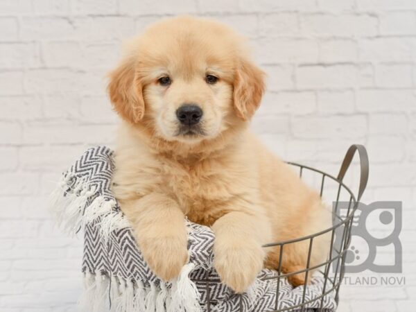 Golden Retriever-DOG-Male-Golden-34260-Petland Novi, Michigan