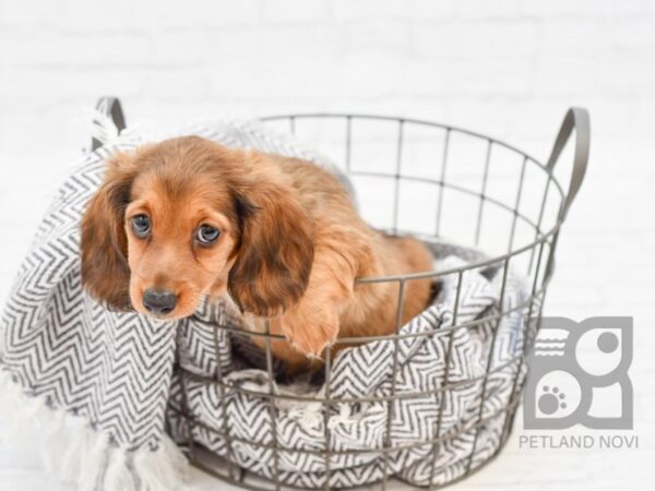 Dachshund-DOG-Female-RED-34263-Petland Novi, Michigan