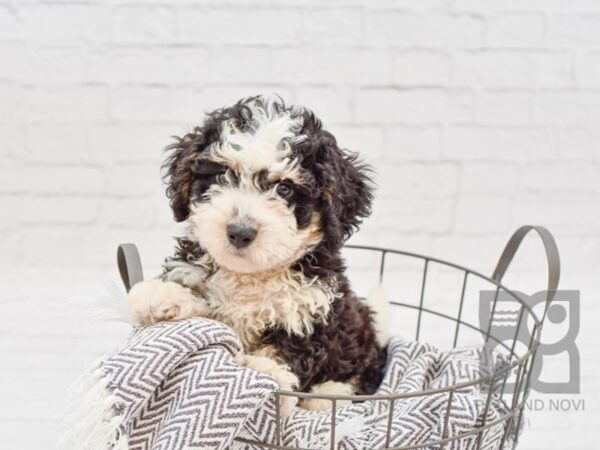 Bernadoodle-DOG-Male-BLK TRI-34264-Petland Novi, Michigan