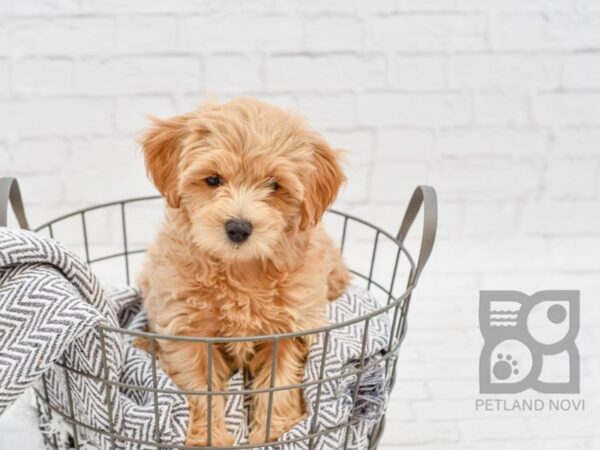 Bichonpoo-DOG-Male-APRICOT-34265-Petland Novi, Michigan