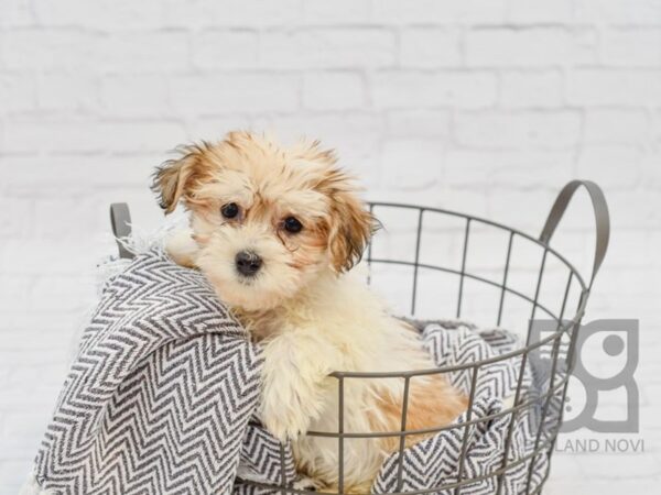 Havapoo-DOG-Male-Gold & White-34266-Petland Novi, Michigan