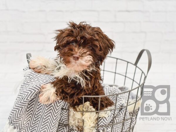 Havanese-DOG-Female-Chocolate & White-34267-Petland Novi, Michigan