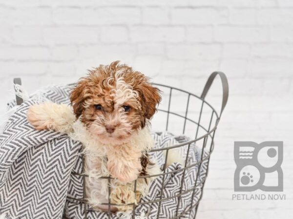 Havanese DOG Female Chocolate & White 34268 Petland Novi, Michigan