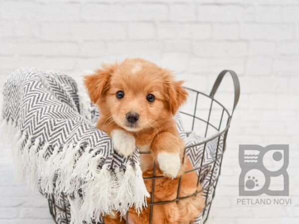 Chihuahua/Mini Aussie-DOG-Female-Red-34269-Petland Novi, Michigan