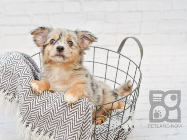 Chihuahua/Mini Aussie DOG Female Red 34270 Petland Novi, Michigan