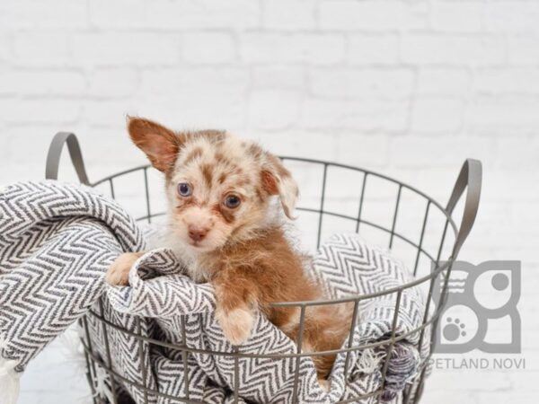 Chih-Poo DOG Male CHOC MERLE 34271 Petland Novi, Michigan