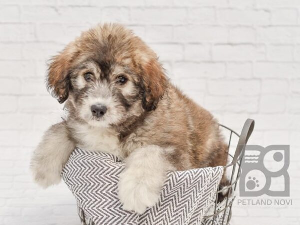 Huskypoo DOG Female Brown & White 34290 Petland Novi, Michigan