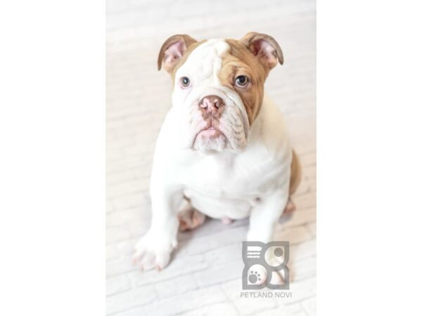 English Bulldog DOG Male choco fawn piebald 34177 Petland Novi, Michigan