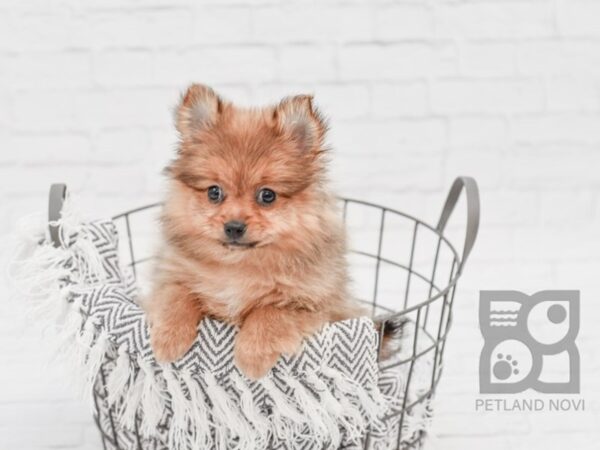 Pomeranian DOG Female Sable 34272 Petland Novi, Michigan