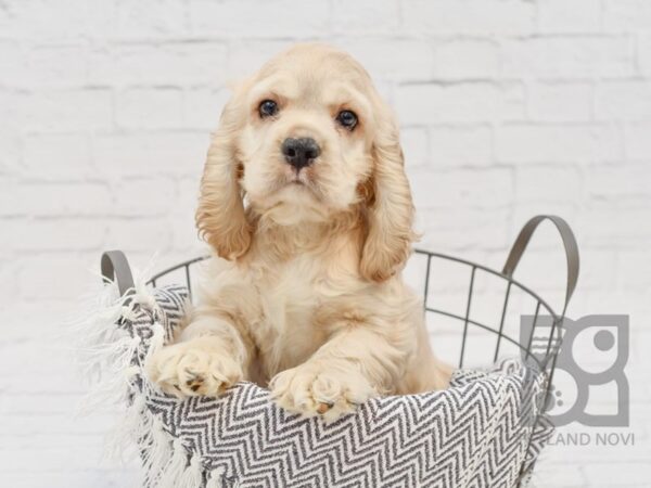 Cocker Spaniel DOG Male Buff / White 34273 Petland Novi, Michigan