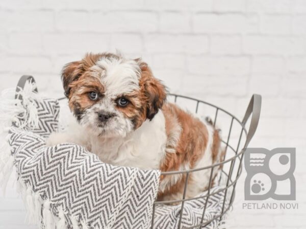 Shih Tzu-DOG-Female-Sable / White-34275-Petland Novi, Michigan