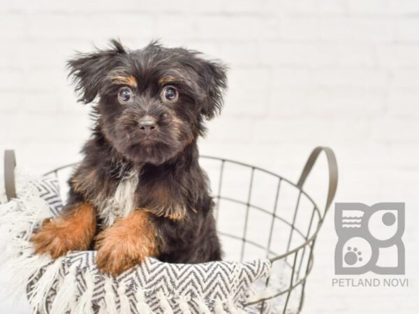 Silky/Havanese DOG Female Black / Tan 34276 Petland Novi, Michigan