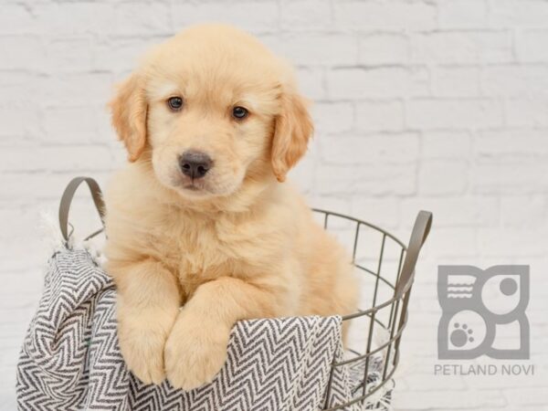 Golden Retriever-DOG-Female-Gold-34277-Petland Novi, Michigan