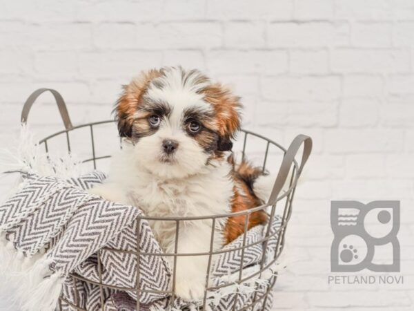 Teddy DOG Male BROWN WHITE 34278 Petland Novi, Michigan