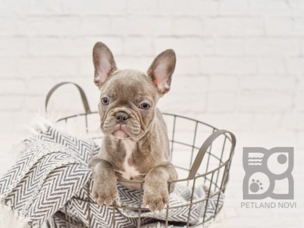 French Bulldog-DOG-Female-BLUE-34279-Petland Novi, Michigan