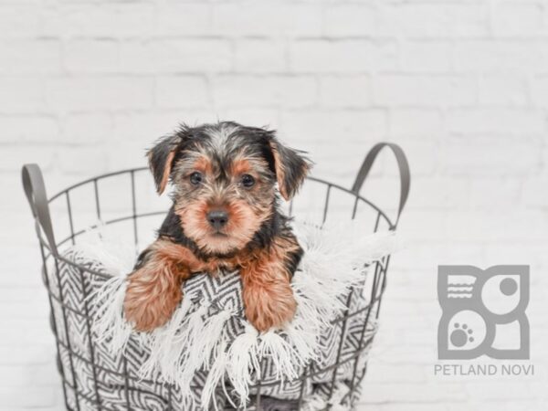 Yorkshire Terrier-DOG-Female-BLK TAN-34280-Petland Novi, Michigan