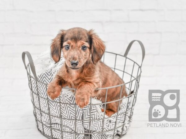 Dachshund-DOG-Male-BLK TAN-34282-Petland Novi, Michigan