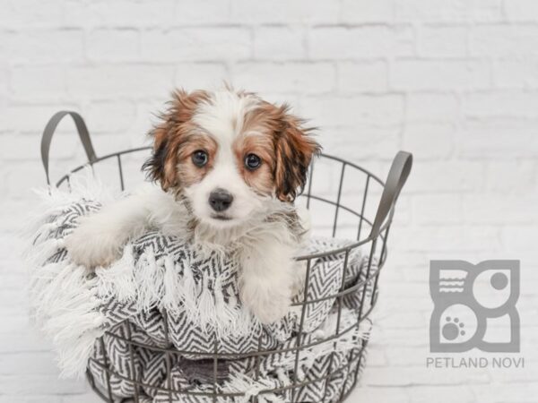 Cava Chon DOG Male Brown & White 34283 Petland Novi, Michigan