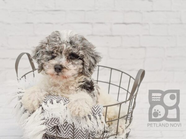 Poo Chon DOG Male BLUE MERLE 34284 Petland Novi, Michigan