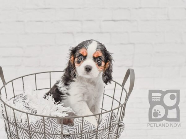 Cavalier King Charles Spaniel-DOG-Male-TRI-34285-Petland Novi, Michigan