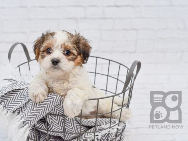 Teddy DOG Male BROWN WHITE 34286 Petland Novi, Michigan