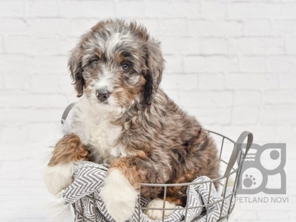 Mini Bernadoodle-DOG-Female-Blue Merle & Tan-34287-Petland Novi, Michigan