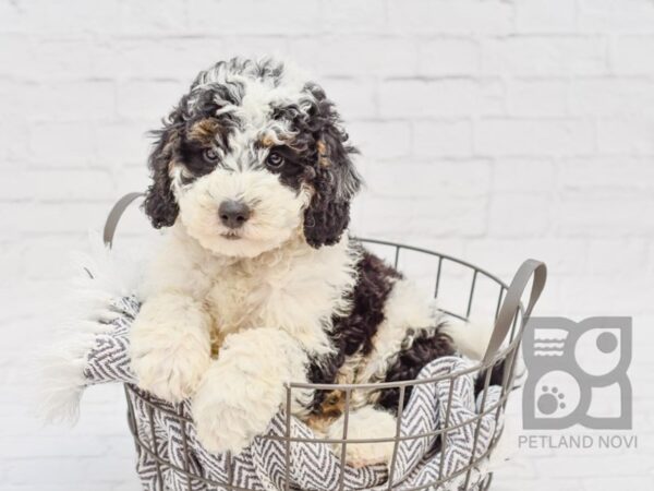 Mini Bernadoodle-DOG-Male-Tri-34288-Petland Novi, Michigan