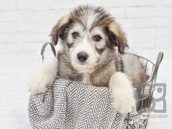 Huskypoo DOG Female Gray & White 34289 Petland Novi, Michigan