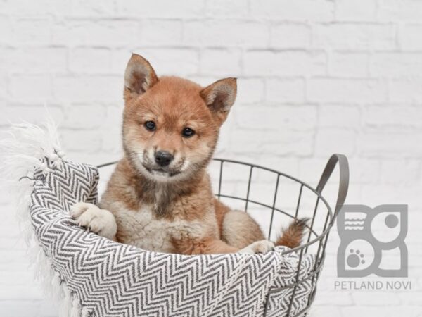 Shiba Inu-DOG-Female-Sesame-34291-Petland Novi, Michigan