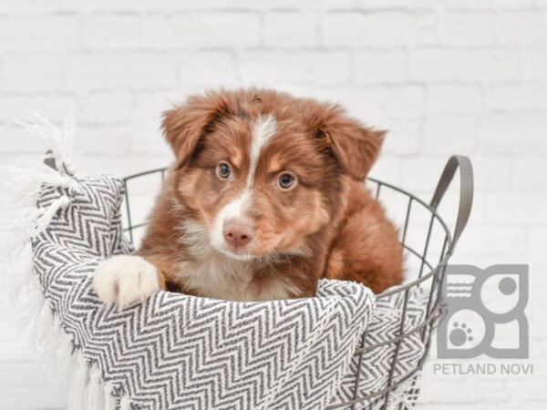 Miniature Australian Shepherd-DOG-Male-Red Tri-34292-Petland Novi, Michigan