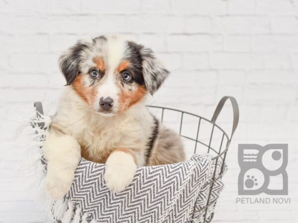 Miniature Australian Shepherd-DOG-Female-Blue Merle-34293-Petland Novi, Michigan