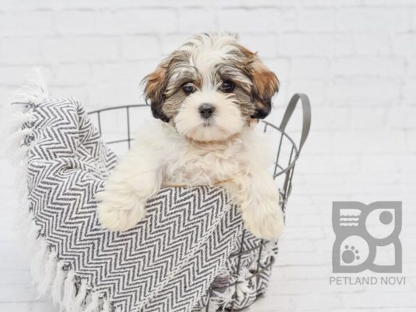 Shih Malt-DOG-Female-Wh & tn-34294-Petland Novi, Michigan