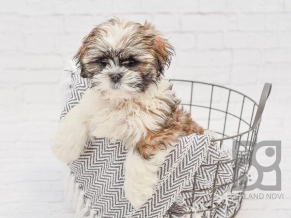 Shih Tzu DOG Male Sbl & wh 34295 Petland Novi, Michigan