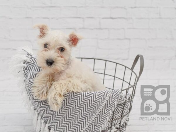 Miniature Schnauzer-DOG-Female-Cream-34296-Petland Novi, Michigan