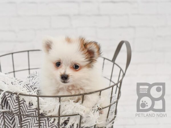 Pomeranian DOG Male BRN WH 34297 Petland Novi, Michigan