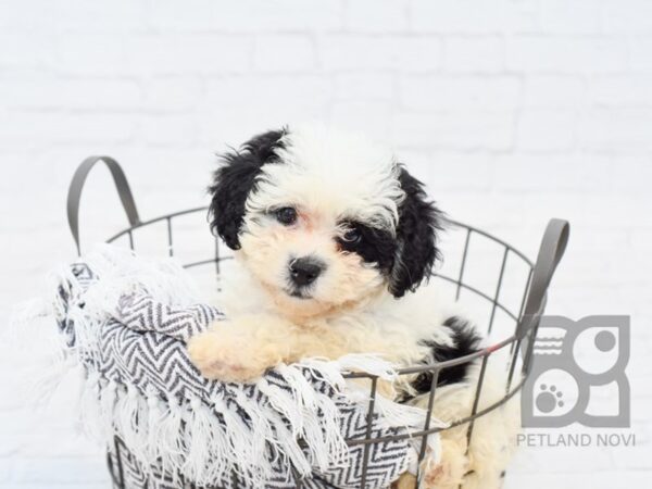 Teddy Bear-DOG-Female-BLK WHITE-34321-Petland Novi, Michigan