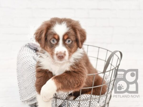 Miniature Australian Shepherd-DOG-Male-RED TRI-34298-Petland Novi, Michigan