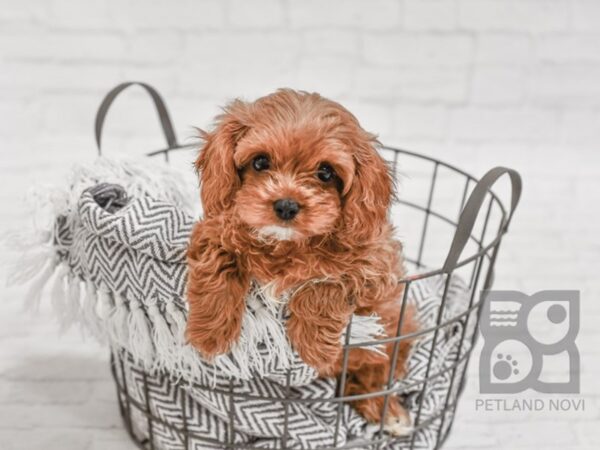 Cavapoo-DOG-Female-RED-34300-Petland Novi, Michigan